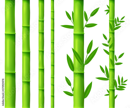 Bamboo tree leaves and plant  sticks or sprouts