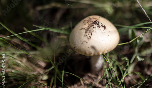 Close-up of edible mushroom growing in the ground.