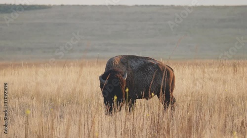 Grazing Bison Looks Up While Grazing During Golden Hour