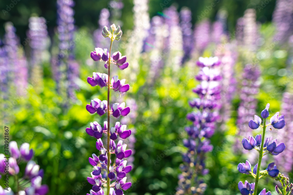 Naklejka premium Beautiful purple flower grows in the park.
