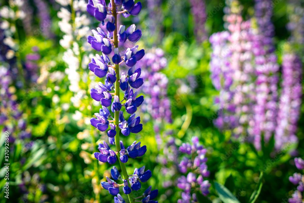 Beautiful purple flower grows in the park. Beautiful purple flower grows in the park.