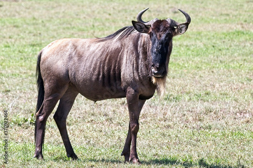 Common Wildebeest or Brindled Gnu (Connochaetes taurinus), Maasai Mara, Kenya.