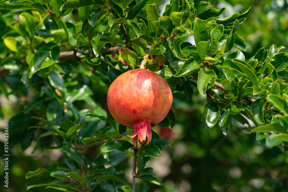 Pomegranate fruit has become in JAPAN. Pomegranate fruit has become in JAPAN.