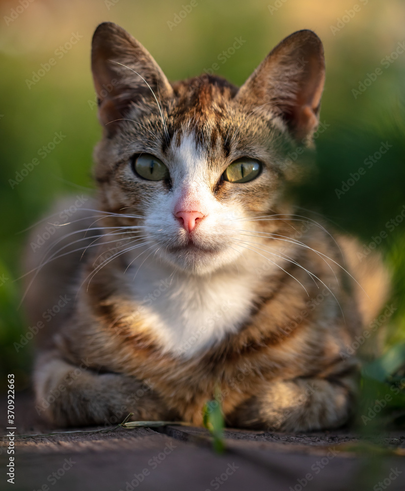 Portrait of a cat on the nature