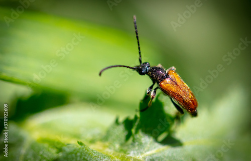 Close-up of a beetle on the grass in nature.