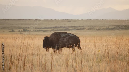 Bison Bull Walks Across the Grassland Prairie During Golden Hour