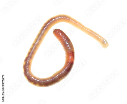 Earthworm on a white background.