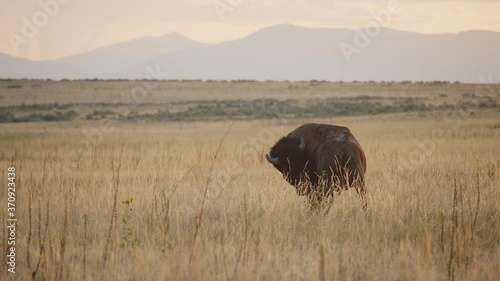Bison Licks Itself During Golden Hour on the Grassland Prairie