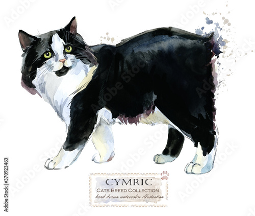 Photography Cymric cat