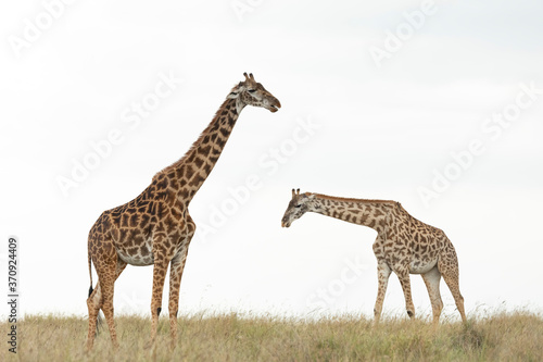 Two giraffe cut out on white isolated walking in grassy plains of Masai Mara Kenya