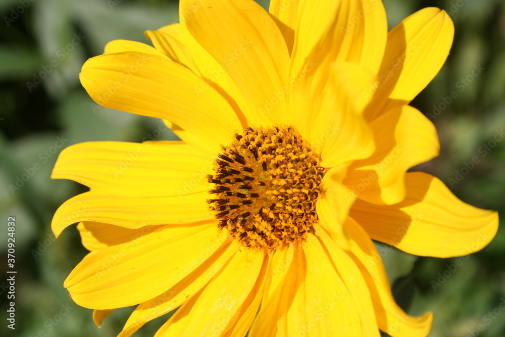 yellow flowers in a summer garden yellow flowers in a summer garden