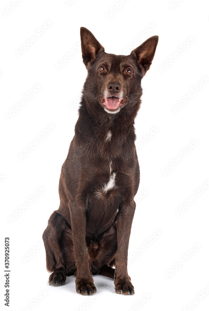 Australian Kelpie in studio