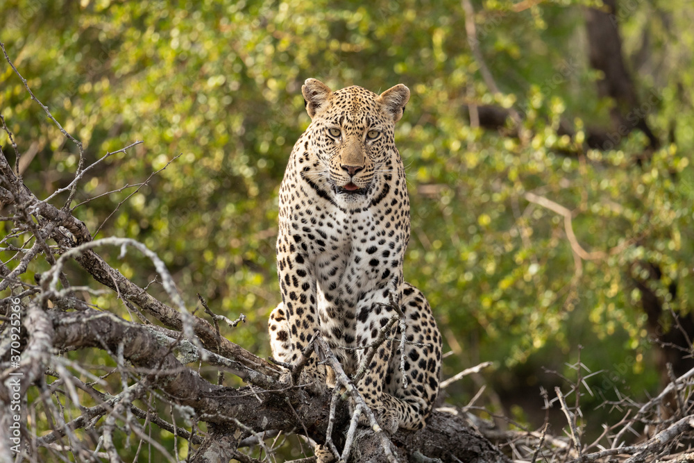 Fototapeta premium Head on portrait of adult leopard facing camera with green background in Kruger Park South Africa