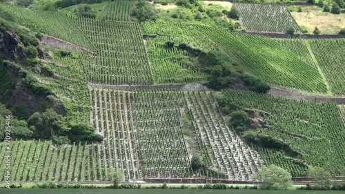  Steillage, Weinberg an der Mosel bei Wintrich photo