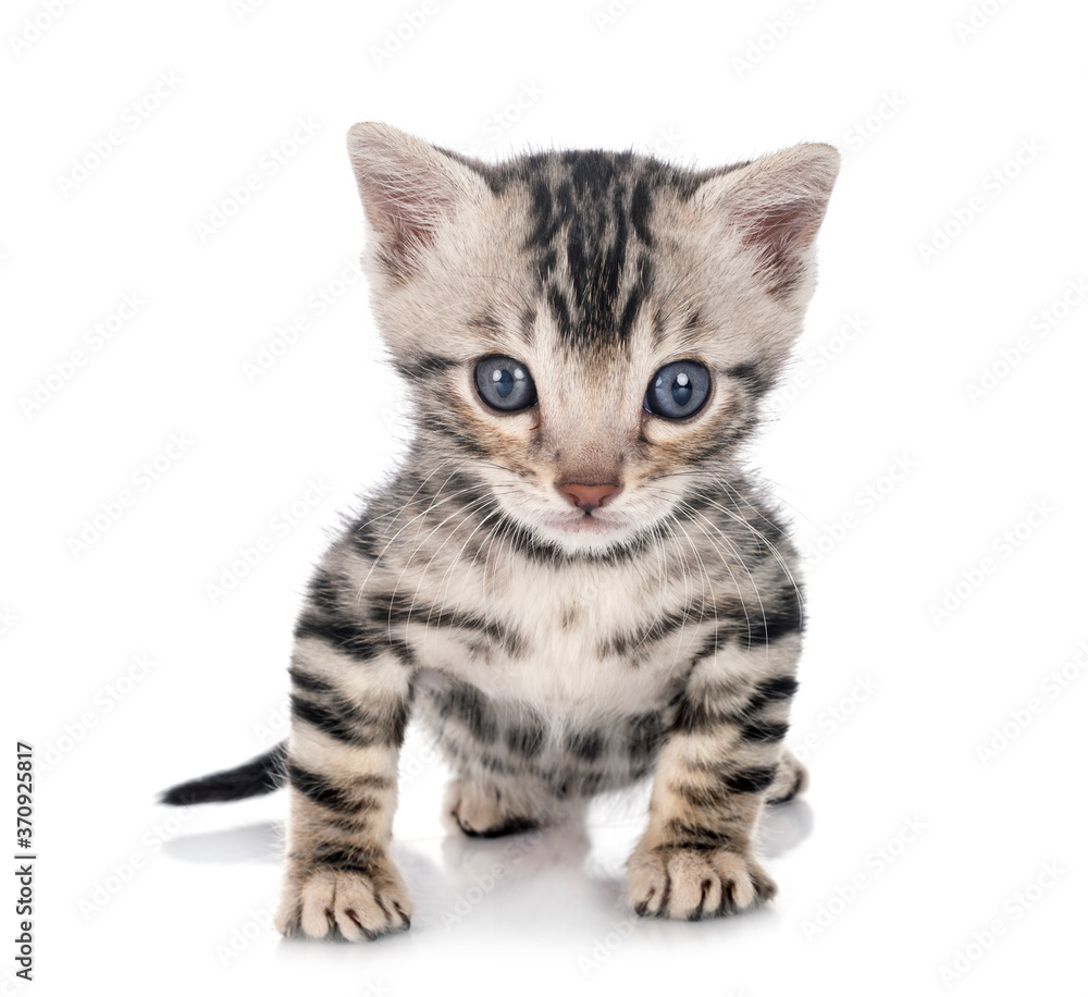 Obraz premium munchkin bengal kitten