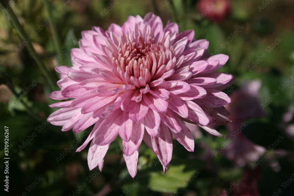 pink flowers in a summer garden pink flowers in a summer garden