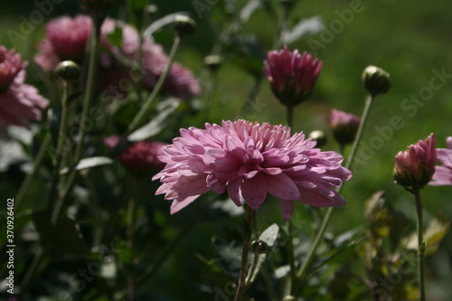 pink flowers in a summer garden