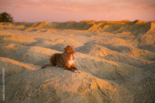 dog on a sandy quarry at sunset. Nova Scotia Duck Tolling Retriever through the hills of sand. Active pet