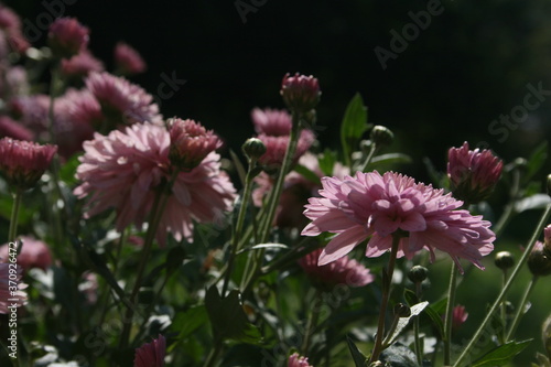 pink flowers in a summer garden