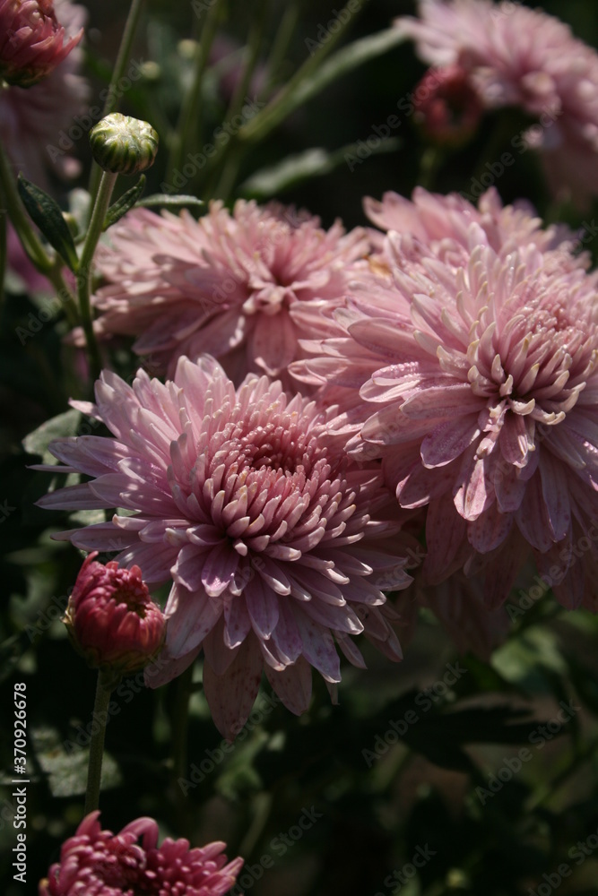 pink flowers in a summer garden pink flowers in a summer garden