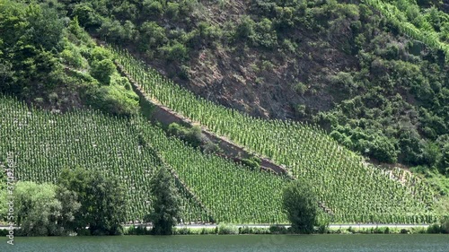  Steillage, Weinberg an der Mosel bei Wintrich photo