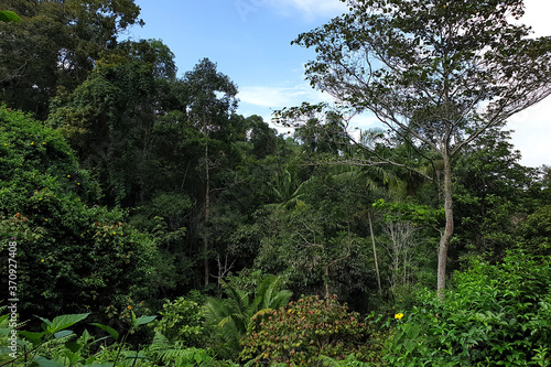 Bautiful tropical rainforest. Rainforest ecosystem and healthy environment concept and background.