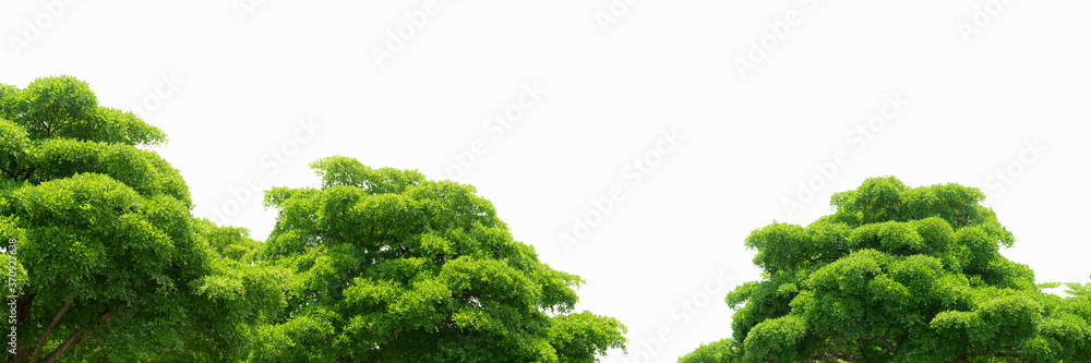 Trees with green leaves isolated on white background. Tree with light green leaves on sunny day. Plants for architecture decorative. Bush of tree with twig and shaft. Trees with green leaves isolated on white background. Tree with light green leaves on sunny day. Plants for architecture decorative. Bush of tree with twig and shaft.