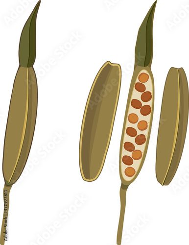 Fruit of garden rocket plant with seeds isolated on white background