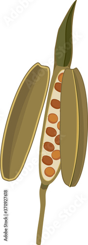 Fruit of garden rocket plant with seeds isolated on white background