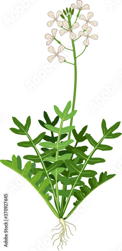 Garden rocket plant with green leaves, flowers and root system isolated on white background