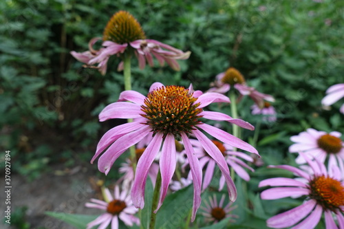 Mauve flowers of Echinacea purpurea in mid July