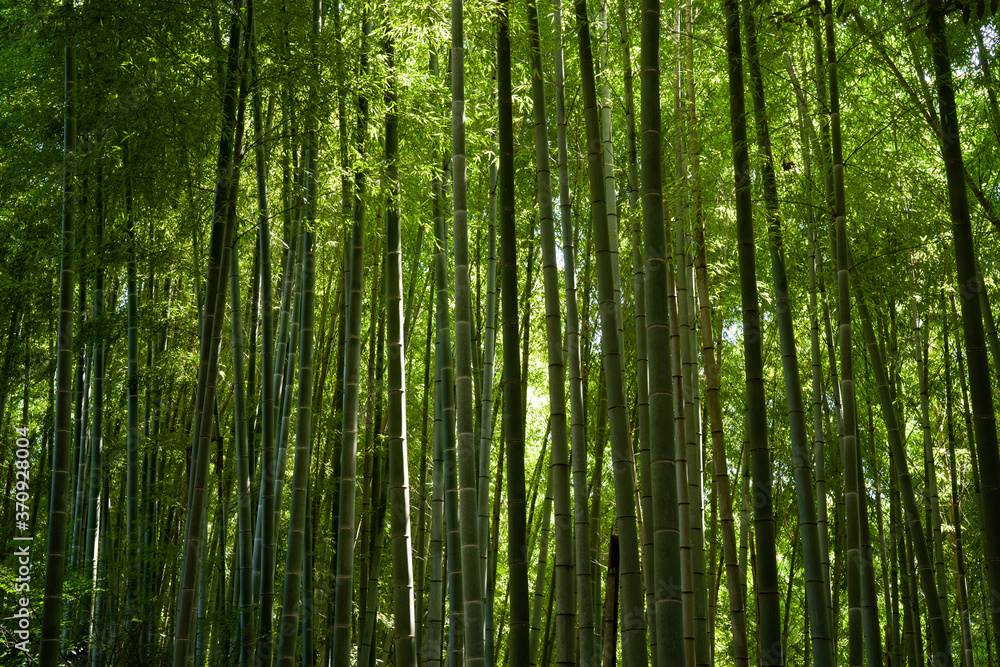 Fototapeta premium 夏の竹林