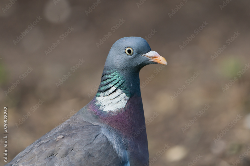 Close up of side view common wood pigeon head and upper body facing right with dry brown dirt background Close up of side view common wood pigeon head and upper body facing right with dry brown dirt background