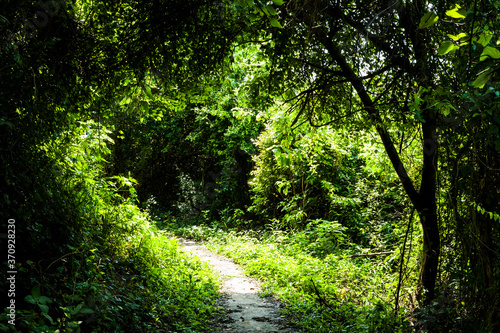 The trail through the green forest in Taiwan.