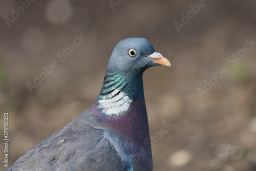 Close up of side view common wood pigeon head and upper body facing right with dry brown dirt background