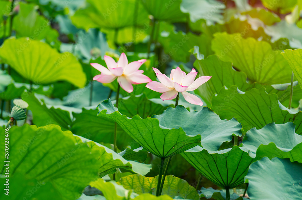 lotus flower blooming in summer pond with green leaves as background lotus flower blooming in summer pond with green leaves as background