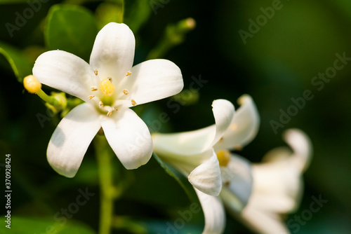 Orange jasmine flower or orange jessamine (a common name for Murraya paniculata) in the park. © BINGJHEN