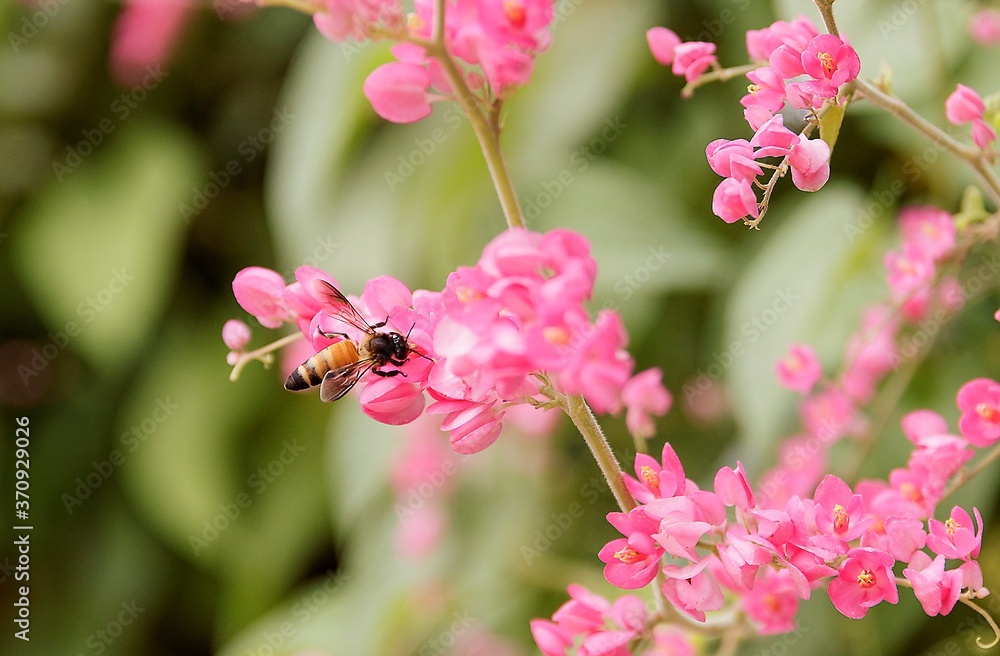 Natural photos: Colorful flower paintings  (Viet Nam)