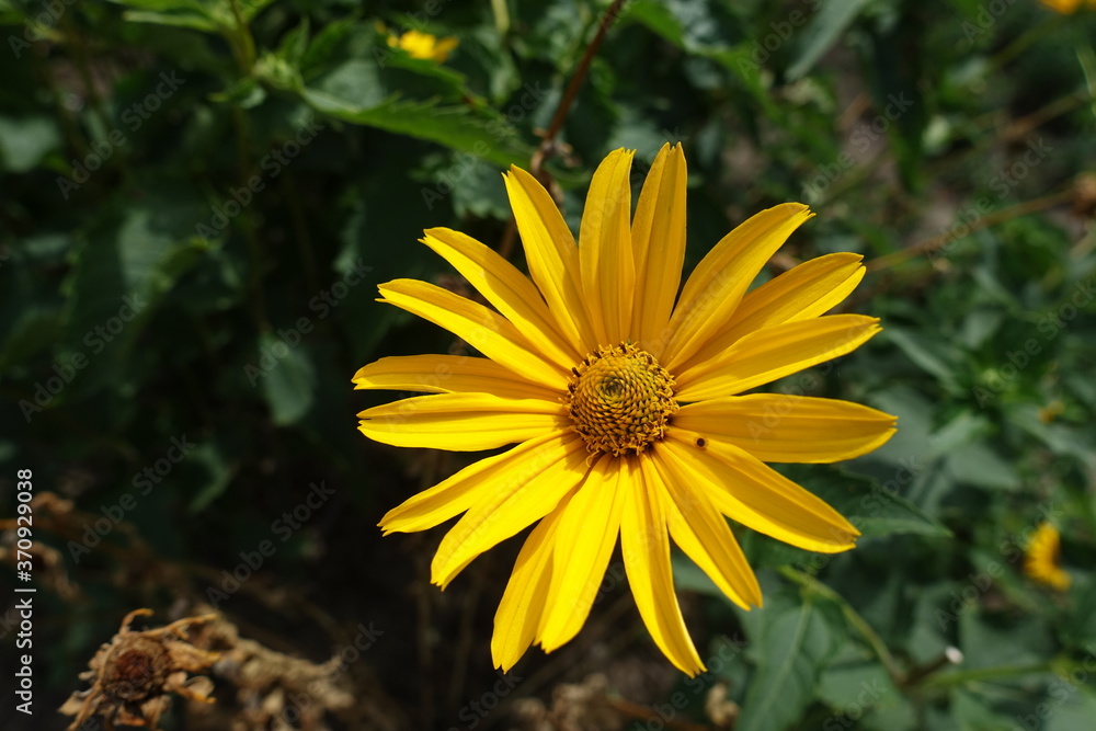 Closeup of yellow flower of Heliopsis helianthoides in mid July Closeup of yellow flower of Heliopsis helianthoides in mid July