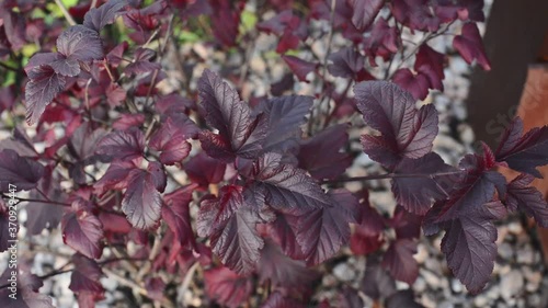 branch with autumn physocarpus or ninebark leaves, close up full HD stock video footage in real-time background