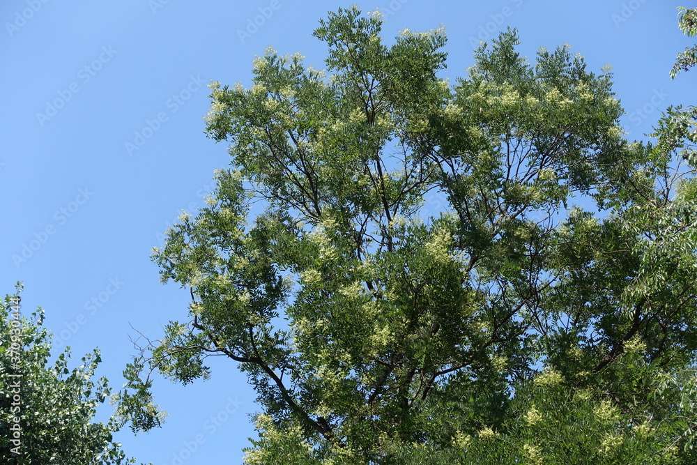 Canopy of blossoming Sophora japonica tree against blue sky in July Canopy of blossoming Sophora japonica tree against blue sky in July
