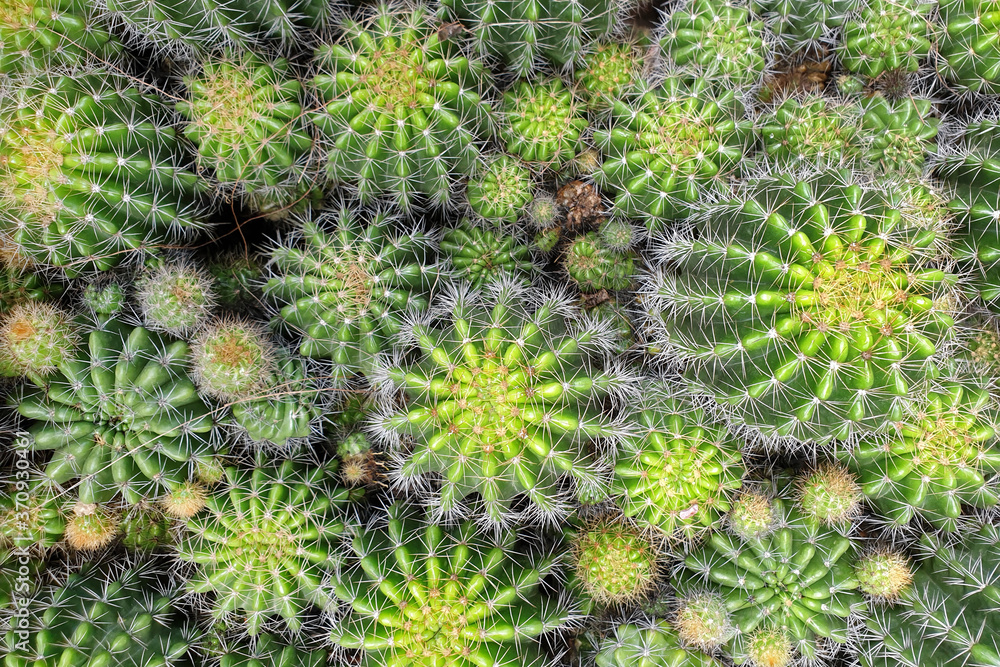 Top view of ball-shaped green cactus, full-frame image. Top view of ball-shaped green cactus, full-frame image.