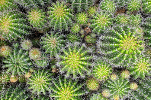Top view of ball-shaped green cactus, full-frame image.