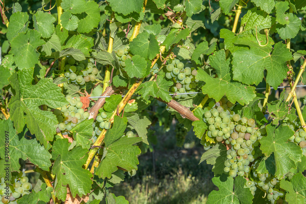 Vigne d'Alsace