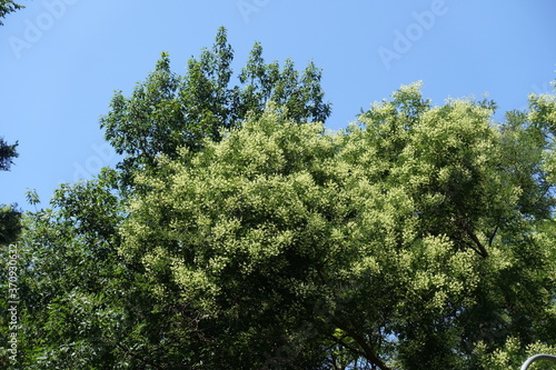 Cloudless sky and crown of blossoming Sophora japonica in July