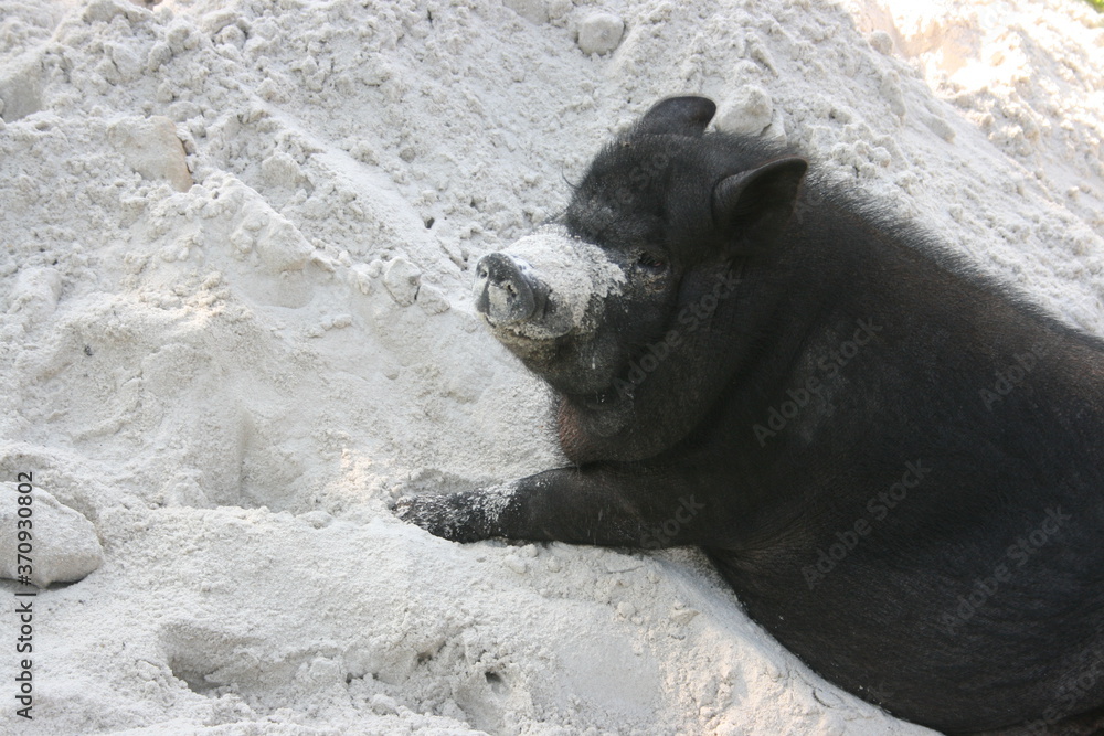 Naklejka premium a black pig on a vacation