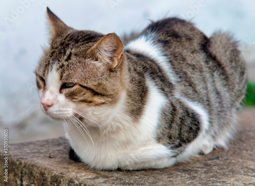 Chat domestique à Castelo de Vide, Portugal