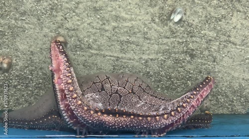 Close-up video of the movement of starfish