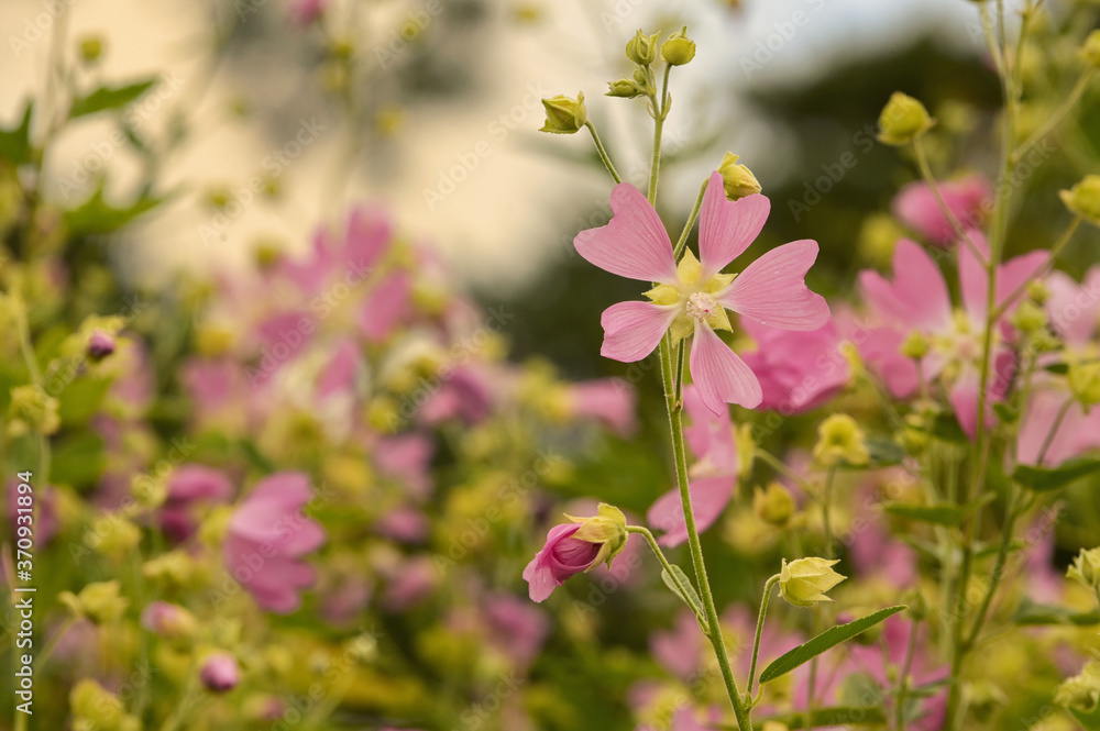 Pink Mallow Flowers in Summer Garden Pink Mallow Flowers in Summer Garden