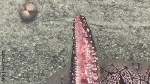 Close-up video of the movement of starfish